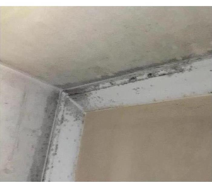 Mold on Drywall