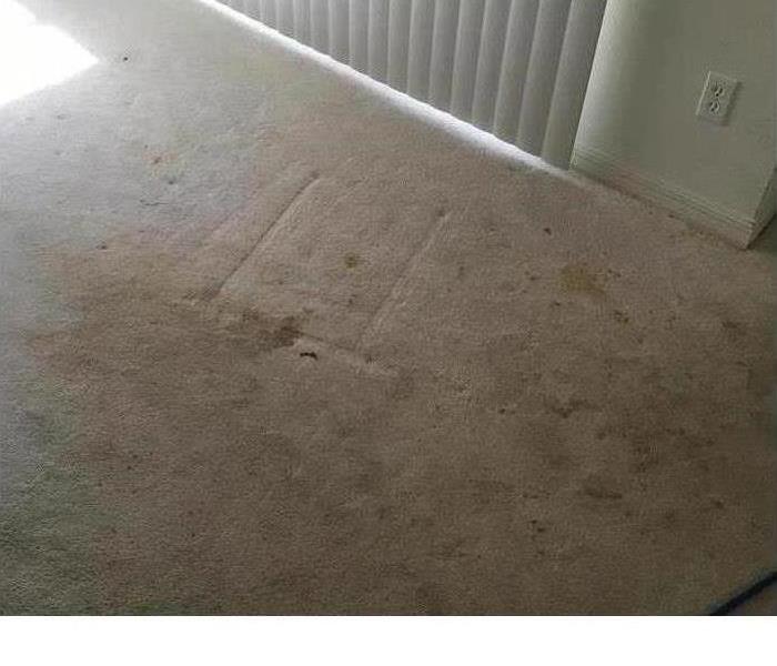 Stained Carpet